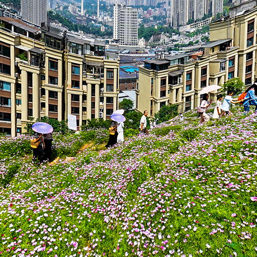 格桑花